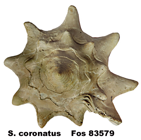 Strombus coronatus