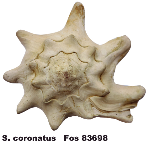 Strombus coronatus