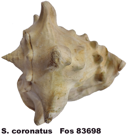 Strombus coronatus