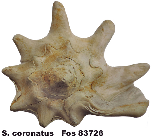 Strombus coronatus