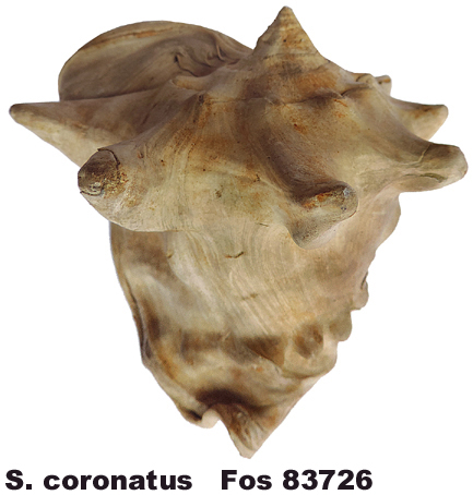 Strombus coronatus