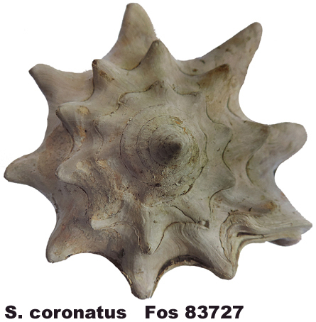 Strombus coronatus