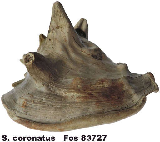 Strombus coronatus