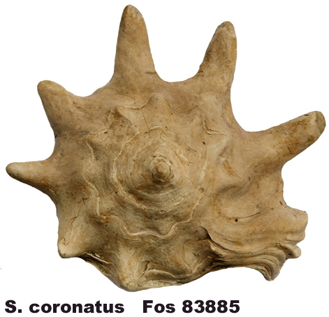 Strombus coronatus