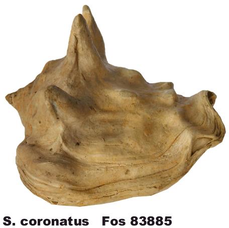 Strombus coronatus