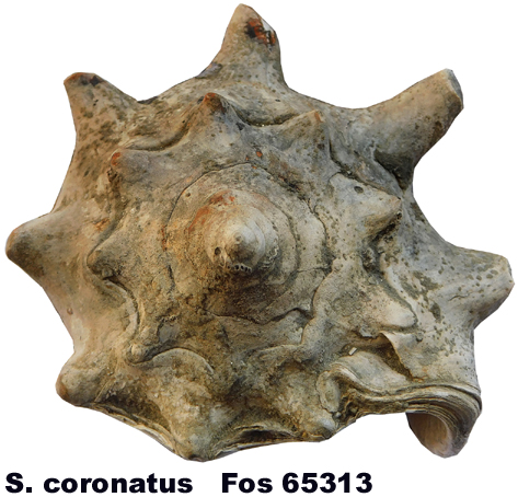 Strombus coronatus