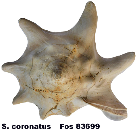 Strombus coronatus