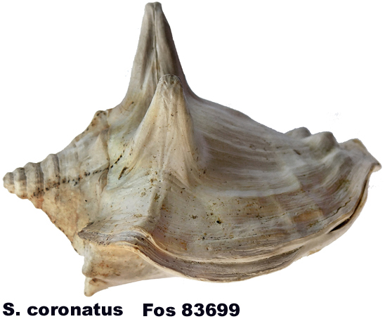 Strombus coronatus