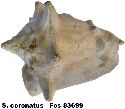 Strombus coronatus