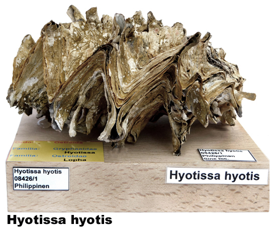Hyotissa