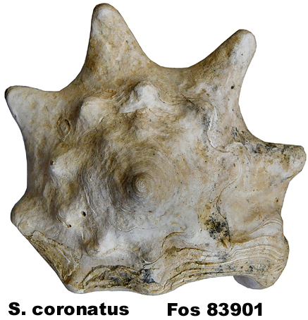 Strombus coronatus