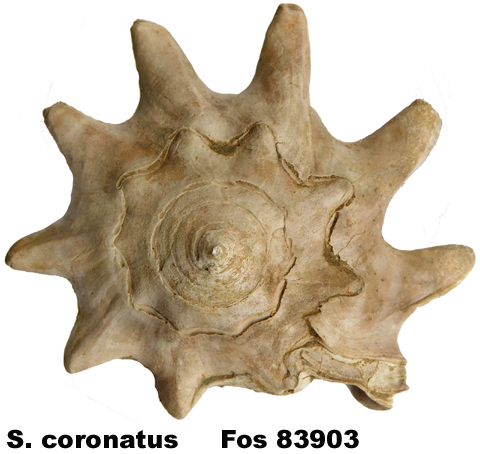 Strombus coronatus