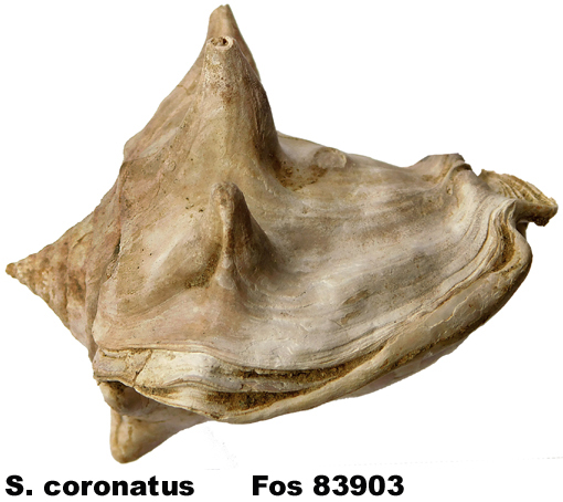 Strombus coronatus