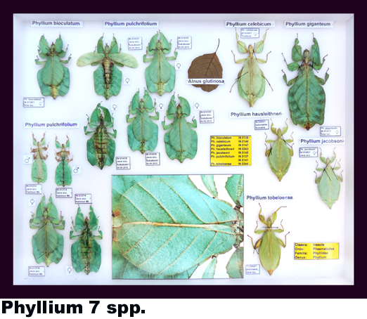 Phyllium