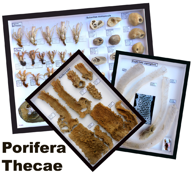 Porifera