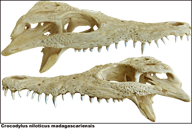 Crocodylus niloticus madagascariensis