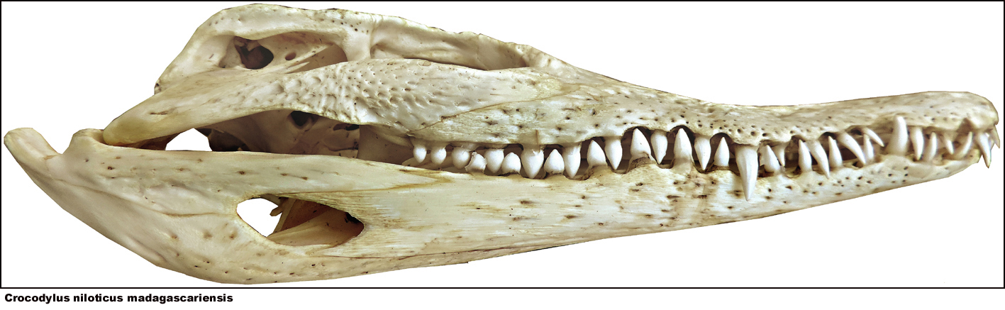 Crocodylus niloticus madagascariensis