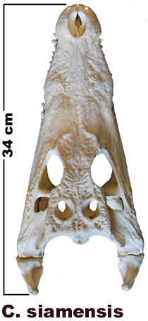 Crocodylus siamensis Crocodylus siamensis