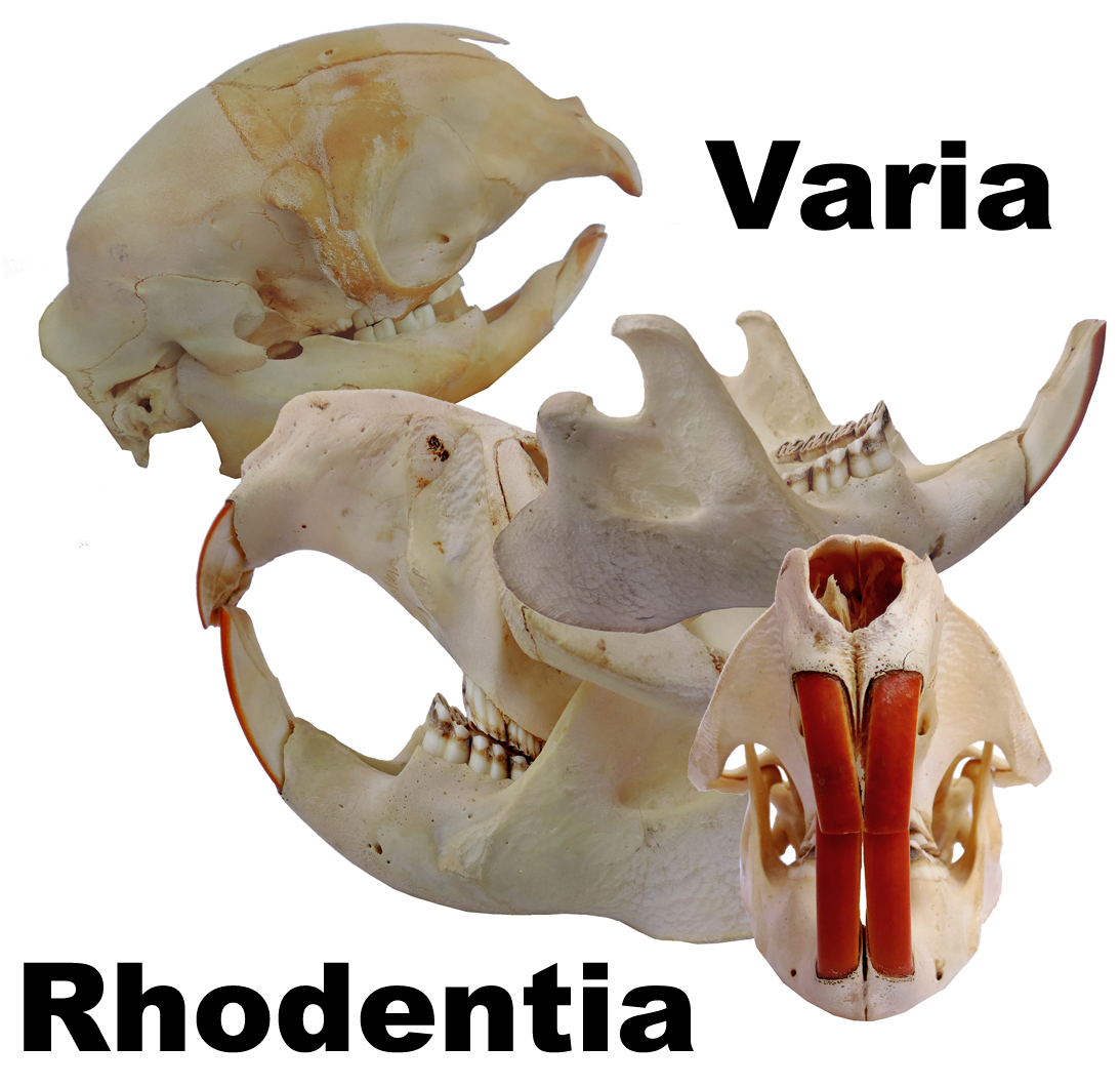 Rhodentia