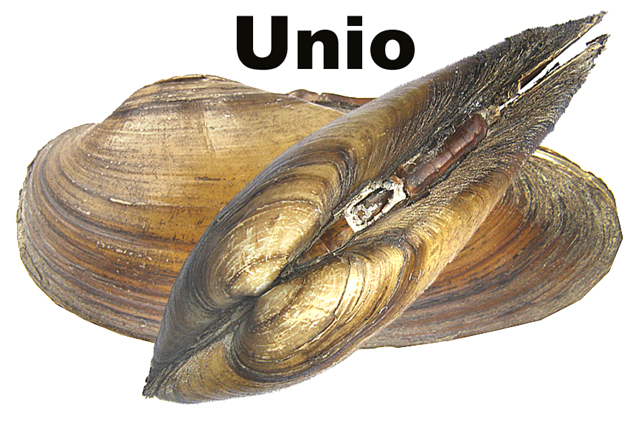 Unio