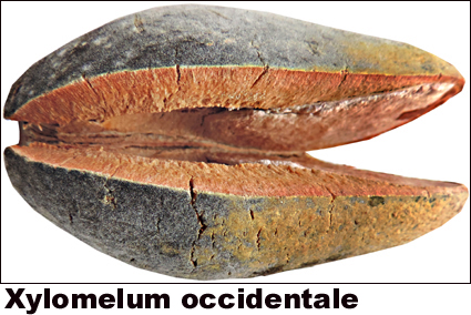 Xylomelum occidentale