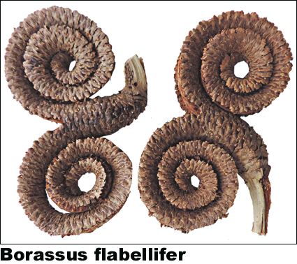 Borassus flabellifer