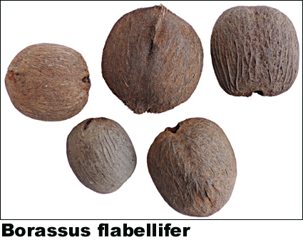 Borassus flabellifer