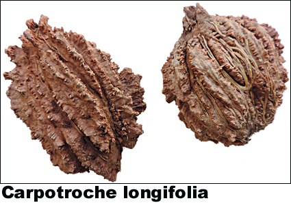 Carpotroche longifolia