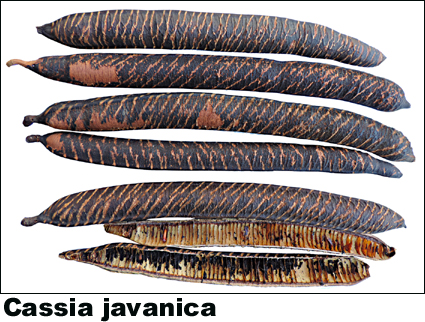 Cassia javanica