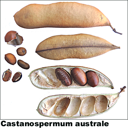 Castanospermum australe