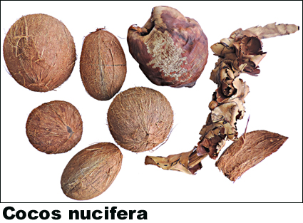 Cocos nucifera