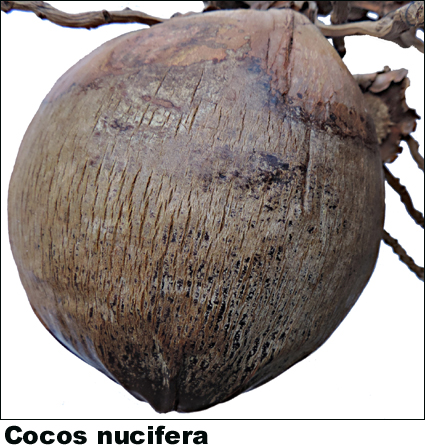 Cocos nucifera