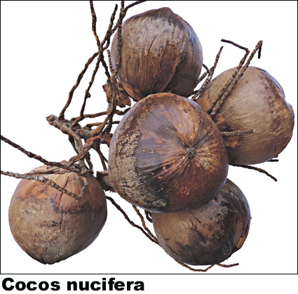 Cocos nucifera