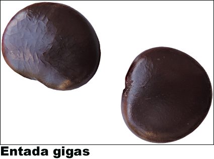 Entada gigas