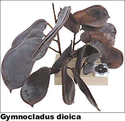 Gymnocladus dioica