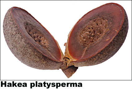 Hakea platysperma