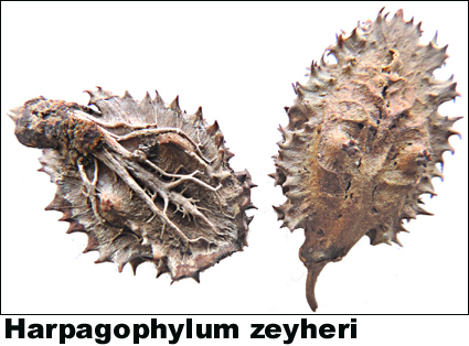 Harpagophylum zeyheri