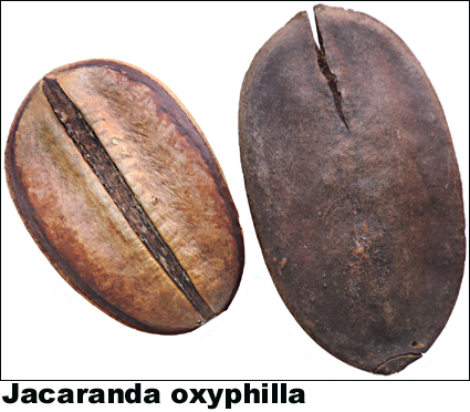 Jacaranda oxyphilla