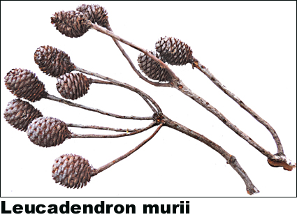 Leucadendron murii