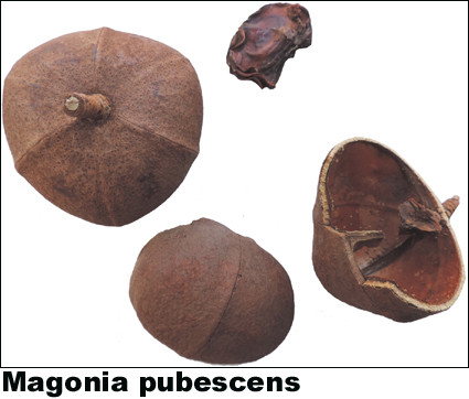 Magonia pubescens