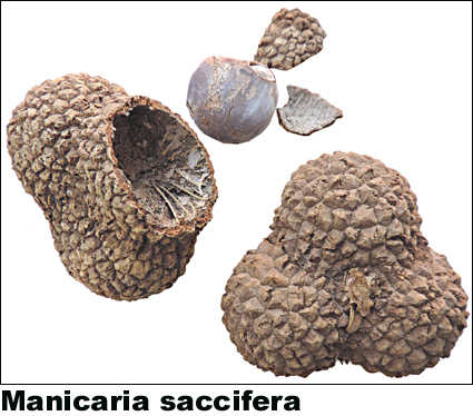 Manicaria saccifera