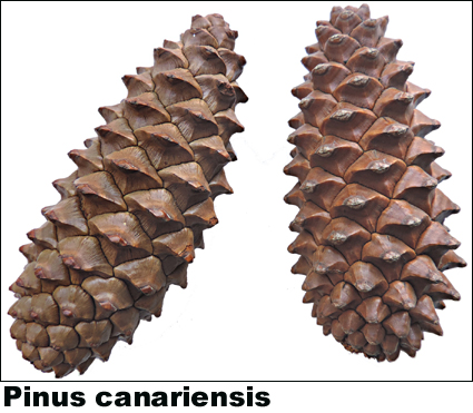 Pinus canariensis