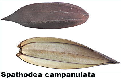 Spathodea campanulata