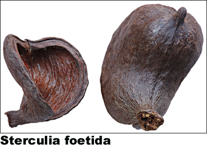 Sterculia foetida