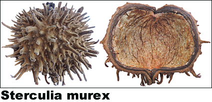 Sterculia murex