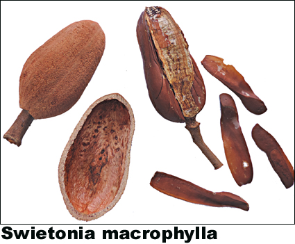 Swietonia macrophylla