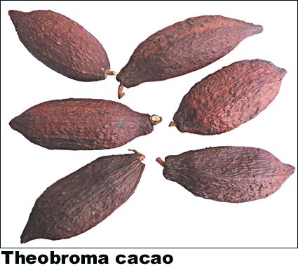 Theobroma cacao