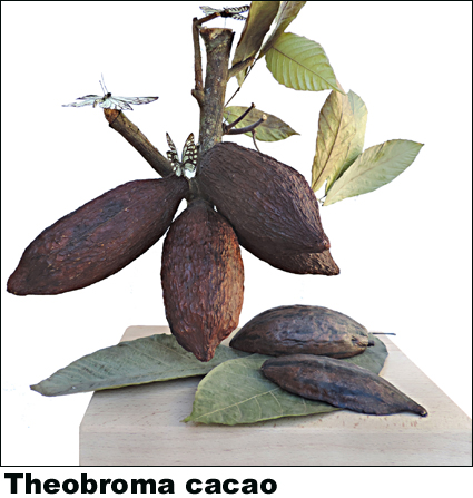 Theobroma cacao