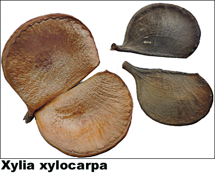 Xylia xylocarpa