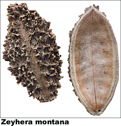 Zeyhera montana